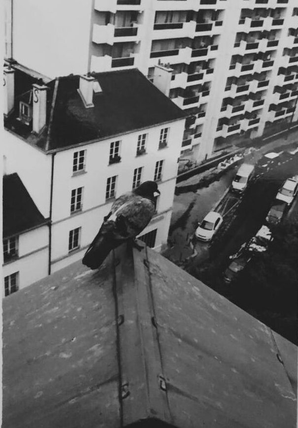photo de rue noir et blanc pigeon sur toit immeuble paris