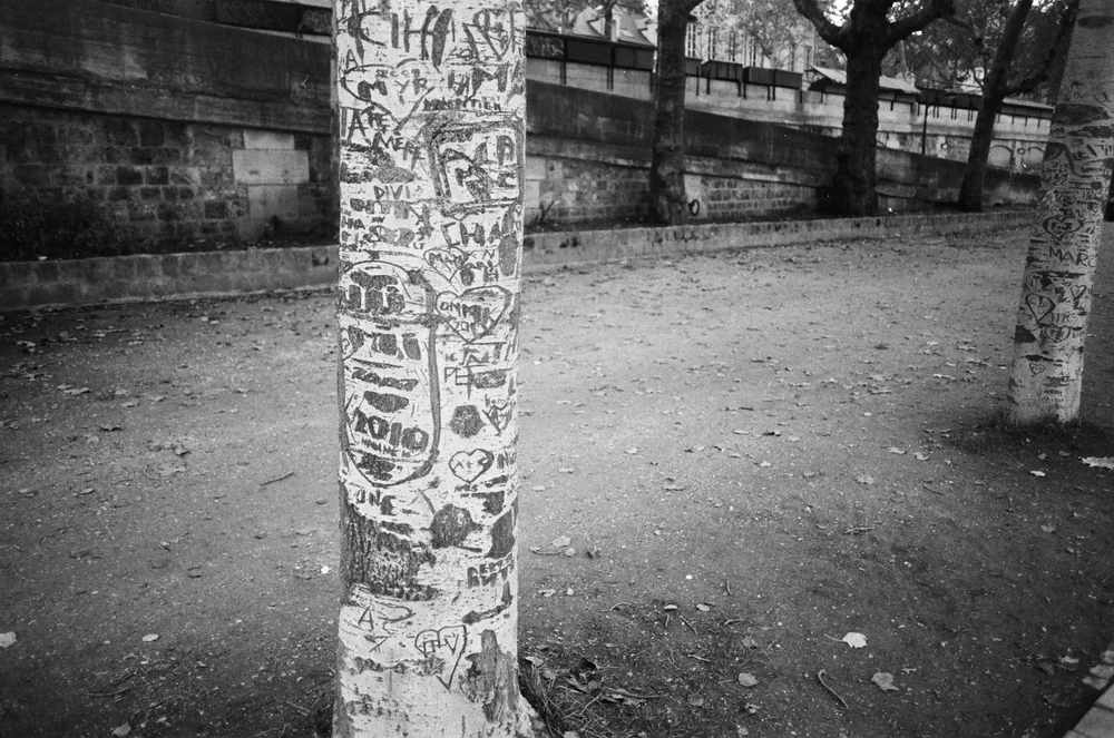 street photography jardin Paris arbre avec graffitis sur tronc