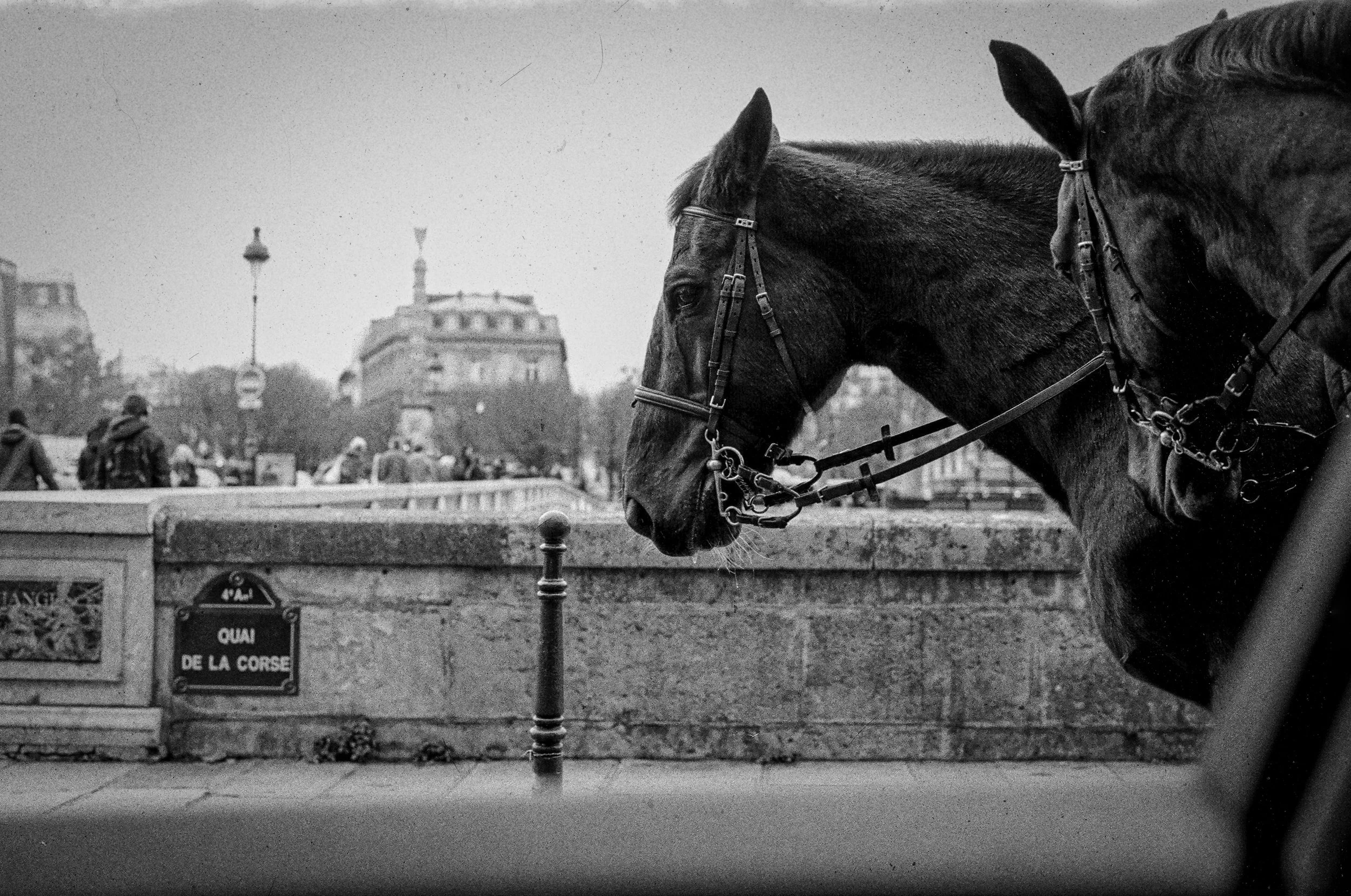 photographie de rue têtes de chevaux passant Quai de la Corse àParis