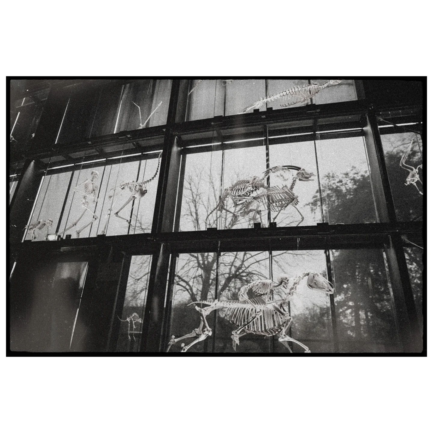 Muséum Jardin des Plantes street photography Paris