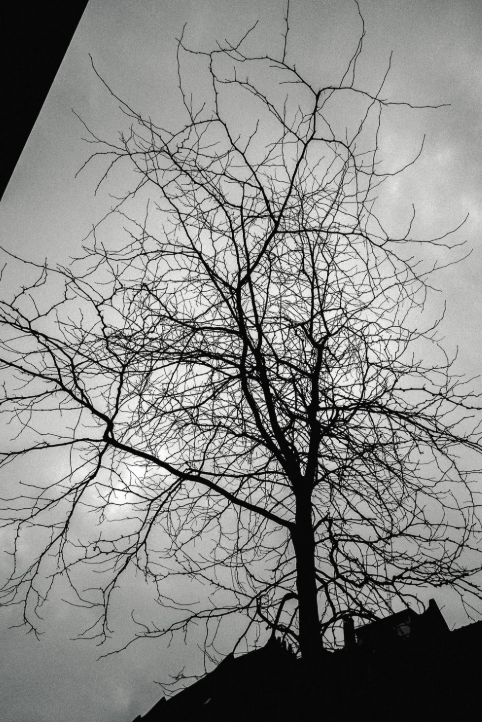 arbre ciel gris paris
